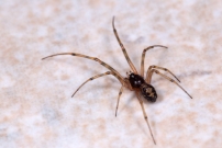 La Malmignatte des maisons. Un mle  (Araneae - Theridiidae - Steatoda triangulosa)